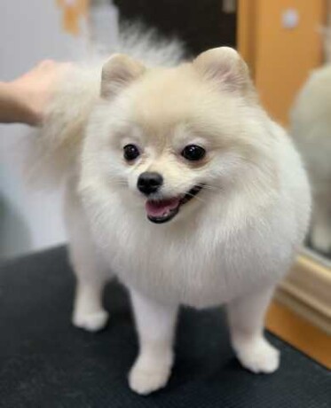 uslugi-veterinarnogo-vraca-v-eiske-predlozenie-uslugi-v-obieiavlenii-u27476206-na-baraxlanet-big-0