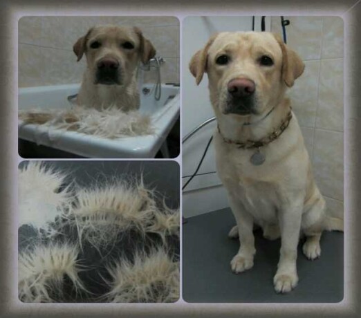 gruming-labradorov-golden-retriverov-v-tiumeni-predlozenie-uslugi-v-obieiavlenii-u25261903-na-baraxlanet-big-2
