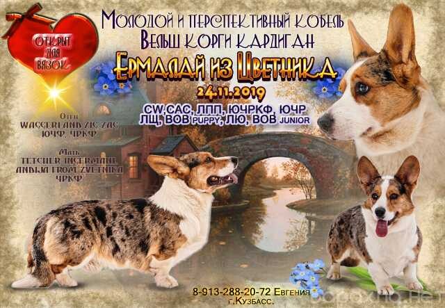 vels-korgi-kardigan-viazka-v-tiumeni-predlozenie-uslugi-v-obieiavlenii-u27059931-na-baraxlanet-big-2