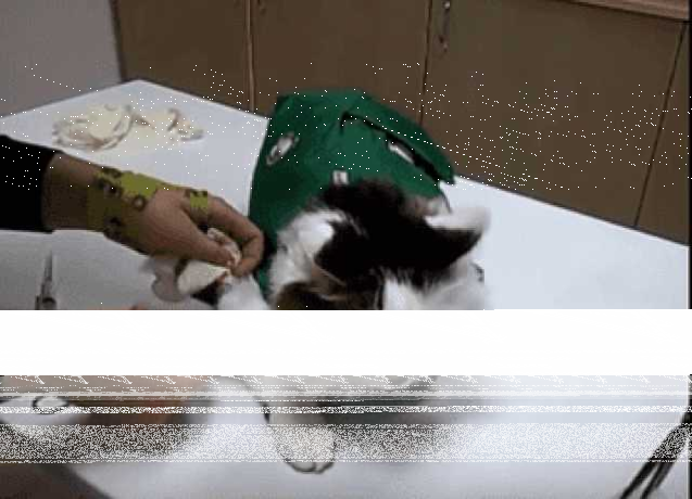 veterinarnyi-centr-dlia-zivotnyx-v-kaliningrade-predlozenie-uslugi-v-obieiavlenii-u25281793-na-baraxlanet-big-3