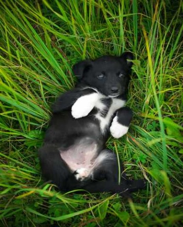 veterinarnyi-centr-dlia-zivotnyx-v-kaliningrade-predlozenie-uslugi-v-obieiavlenii-u25281793-na-baraxlanet-big-5