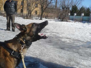 dressirovka-sobak-v-biiske-predlozenie-uslugi-v-obieiavlenii-u-na-baraxlanet