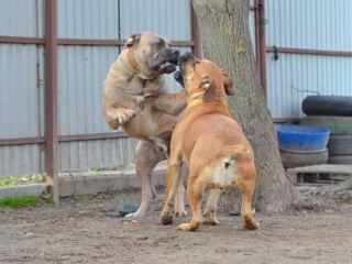 veterinarnye-uslugi-uxod-za-zivotnymi-v-izevske-predlozenie-uslugi-v-obieiavlenii-u25505982-na-baraxlanet