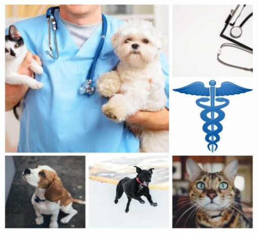 veterinarnye-uslugi-uxod-za-zivotnymi-v-izevske-predlozenie-uslugi-v-obieiavlenii-u25505982-na-baraxlanet-big-2