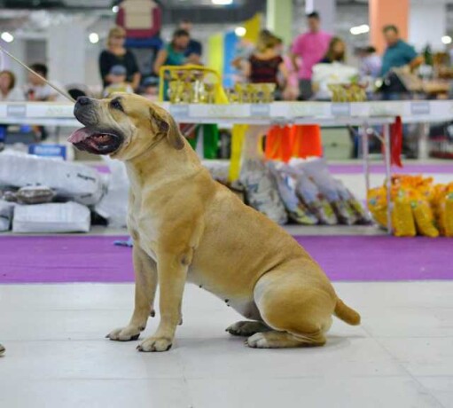 veterinarnye-uslugi-uxod-za-zivotnymi-v-izevske-predlozenie-uslugi-v-obieiavlenii-u25505982-na-baraxlanet-big-4