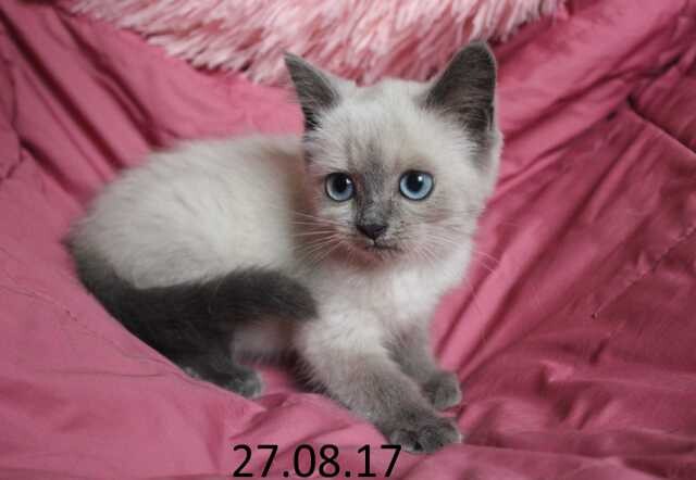 domasnii-zoosalon-strizka-sobak-i-kosek-v-astraxani-predlozenie-uslugi-v-obieiavlenii-u8819234-4110483-na-baraxlanet-big-4