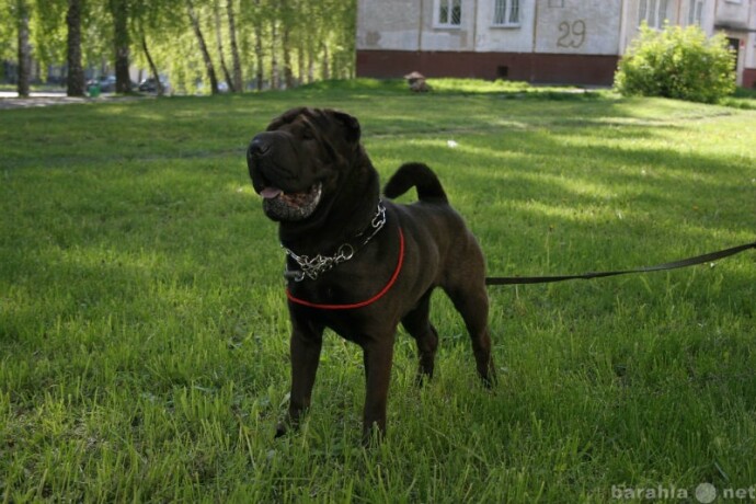 otdam-srocno-kota-v-iaroslavle-predlozenie-uslugi-v-obieiavlenii-u15967440-6075550-na-baraxlanet-big-5