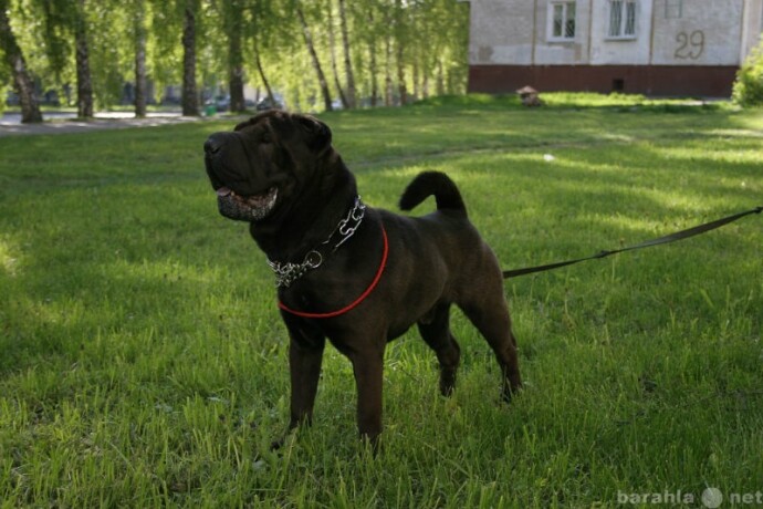 otdam-srocno-kota-v-iaroslavle-predlozenie-uslugi-v-obieiavlenii-u15967440-6075550-na-baraxlanet-big-4