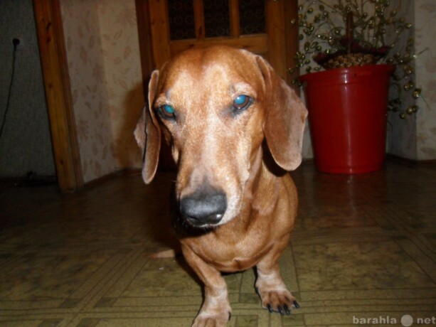 veterinarnaia-pomoshh-na-domu-v-sanktpeterburge-predlozenie-uslugi-v-obieiavlenii-u14488887-5718897-na-baraxlanet-big-3