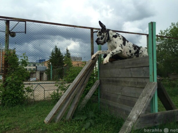 kletka-dlia-krolikov-i-sinsilov-v-kemerovo-predlozenie-uslugi-v-obieiavlenii-u10157764-4522134-na-baraxlanet-big-1