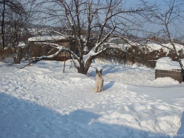 cistka-zubov-sniatie-zubnyx-kamnei-sobak-v-kaliningrade-predlozenie-uslugi-v-obieiavlenii-u5056737-2588499-na-baraxlanet-big-0